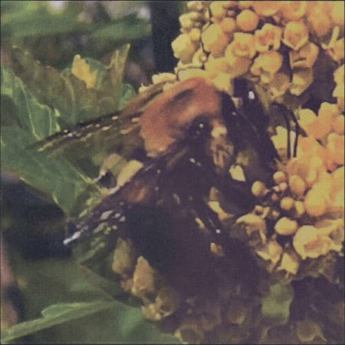 Natural Pleasure cover